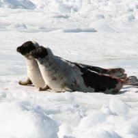 On Thin Ice: Disappearing Zooplankton Could Collapse Arctic Food Chain