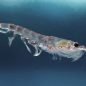 New study shows a 50% decline in Krill abundance in the North Atlantic